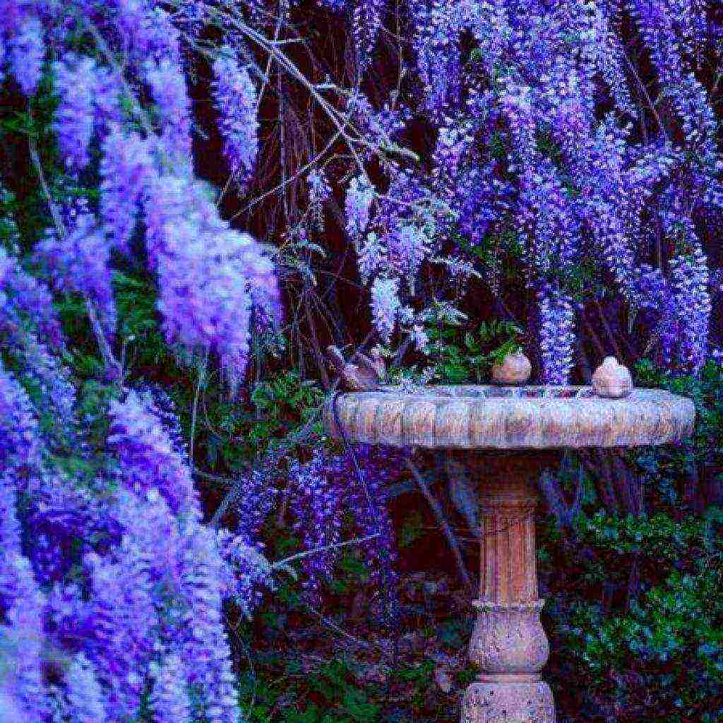 wisteria chinese blue sapphire na pagtatanim at pangangalaga sa bukas na bukid