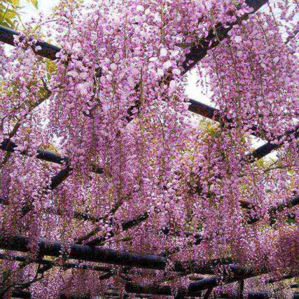 wisteria chinese blue sapphire planting and care in the open field