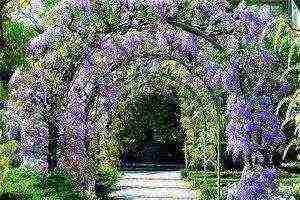 wisteria chinese blue sapphire planting and care in the open field