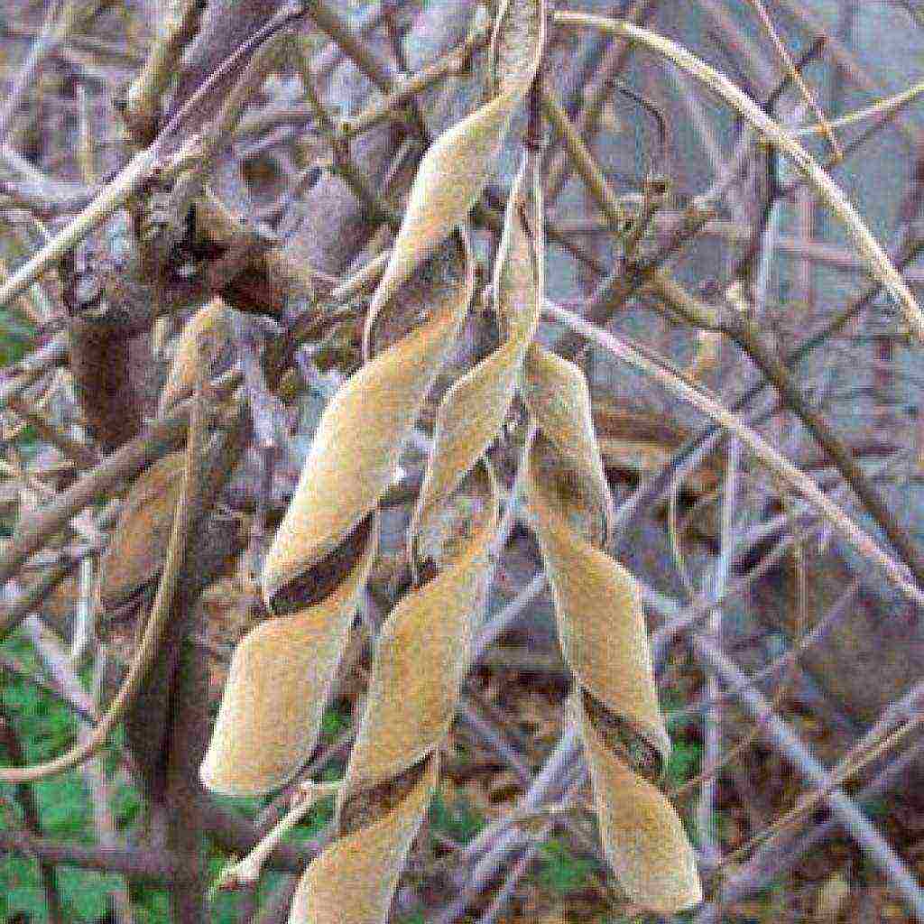 wisteria chinese blue sapphire planting and care in the open field