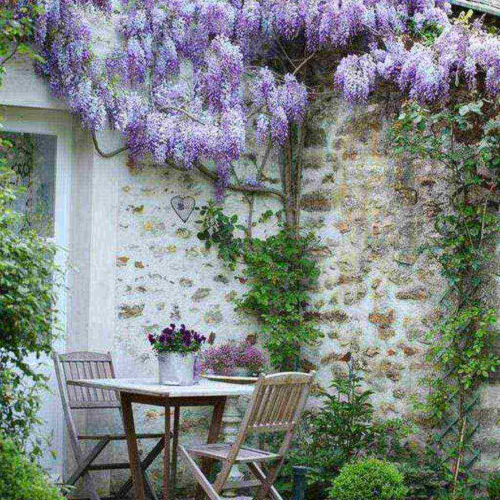 wisteria chinese blue sapphire planting and care in the open field