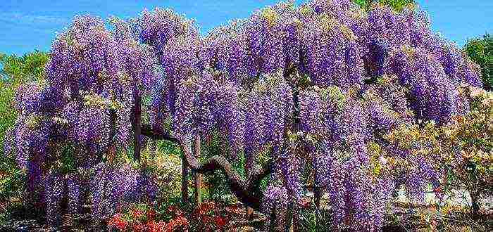 wisteria chinese blue sapphire planting and care in the open field