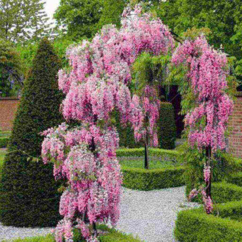 wisteria chinese blue sapphire planting and care in the open field