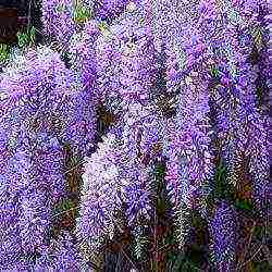 wisteria chinese blue sapphire planting and care in the open field