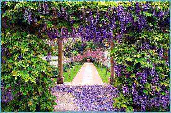 wisteria chinese blue sapphire planting and care in the open field