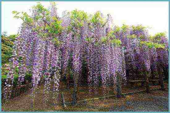 wisteria chinese blue sapphire planting and care in the open field