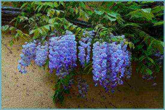 wisteria chinese blue sapphire na pagtatanim at pangangalaga sa bukas na bukid