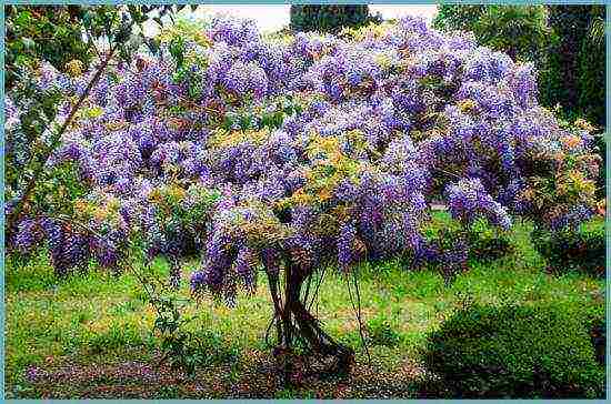 wisteria chinese blue sapphire na pagtatanim at pangangalaga sa bukas na bukid