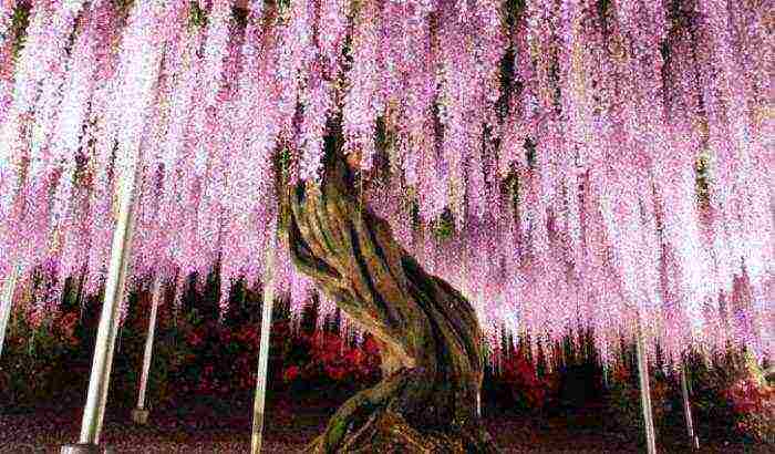 wisteria chinese blue sapphire planting and care in the open field