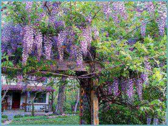 wisteria chinese blue sapphire na pagtatanim at pangangalaga sa bukas na bukid