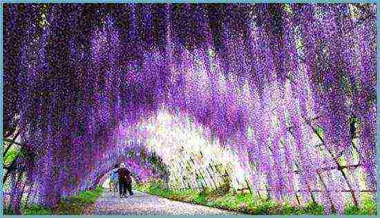 wisteria chinese blue sapphire planting and care in the open field