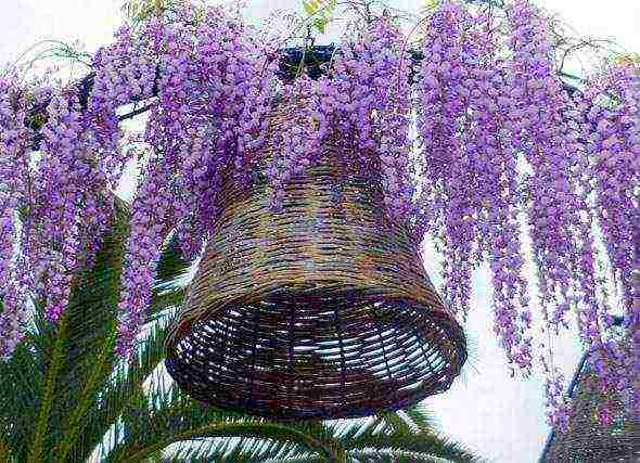 wisteria chinese blue sapphire planting and care in the open field