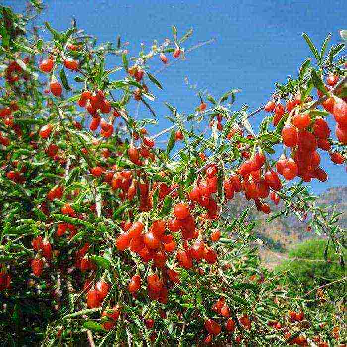 kung paano palaguin ang goji sa bahay