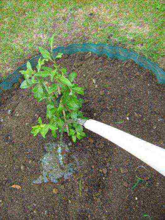 kung paano palaguin ang goji sa bahay