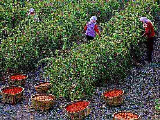 kung paano palaguin ang goji sa bahay