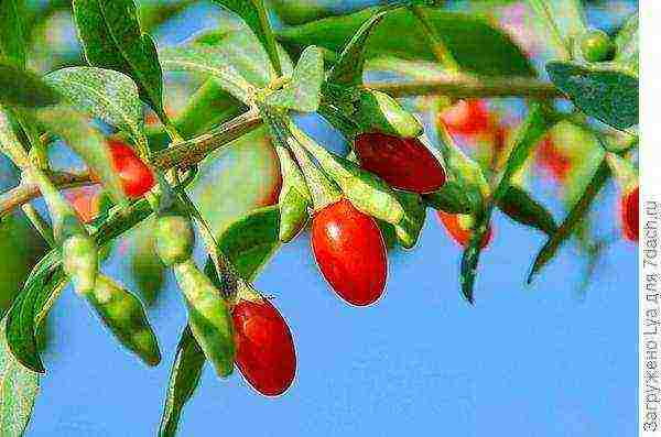 kung paano palaguin ang goji sa bahay