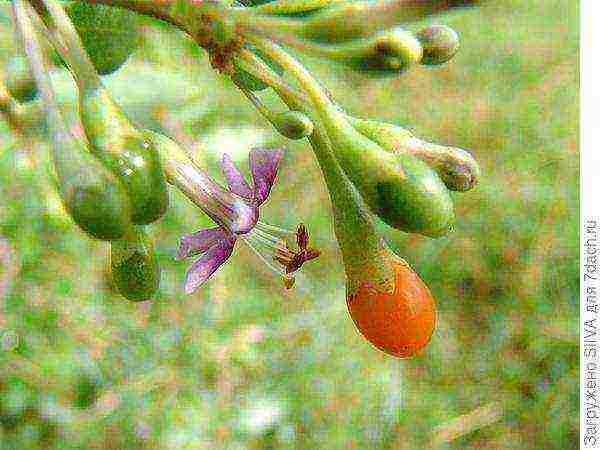 goji kung paano lumaki sa bahay