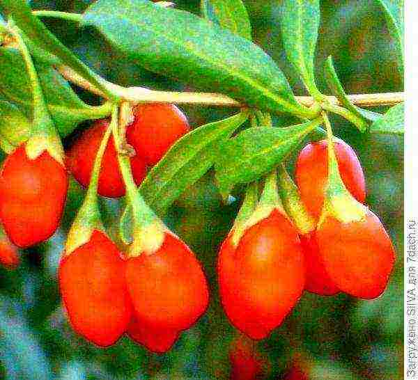 how to grow goji at home