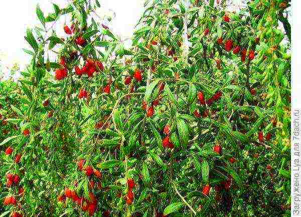 kung paano palaguin ang goji sa bahay