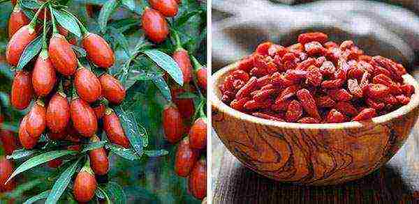 how to grow goji at home