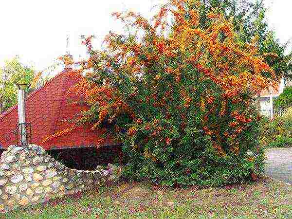 kung paano palaguin ang goji sa bahay