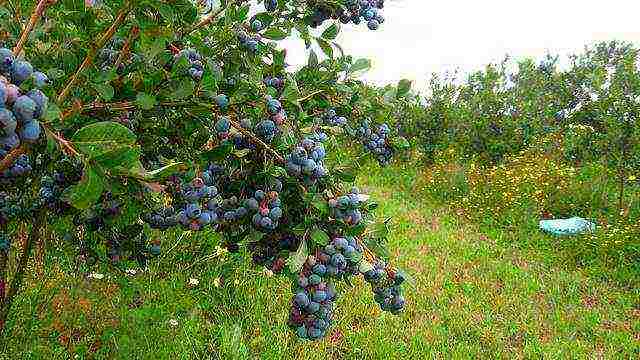 blueberry planting and care in the open field for beginners