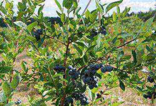 pagtatanim ng blueberry at pangangalaga sa bukas na larangan para sa mga nagsisimula