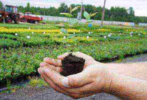 blueberry planting and care in the open field for beginners