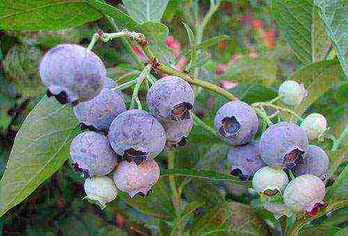 blueberry planting and care in the open field for beginners