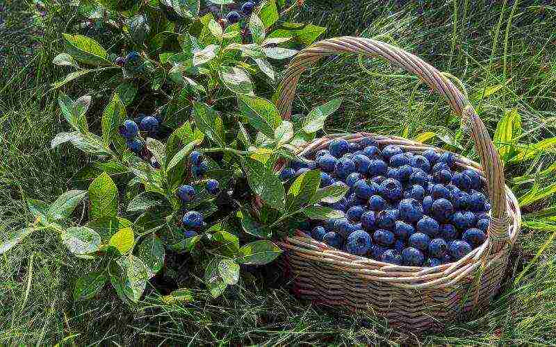 blueberry planting and care in the open field for beginners