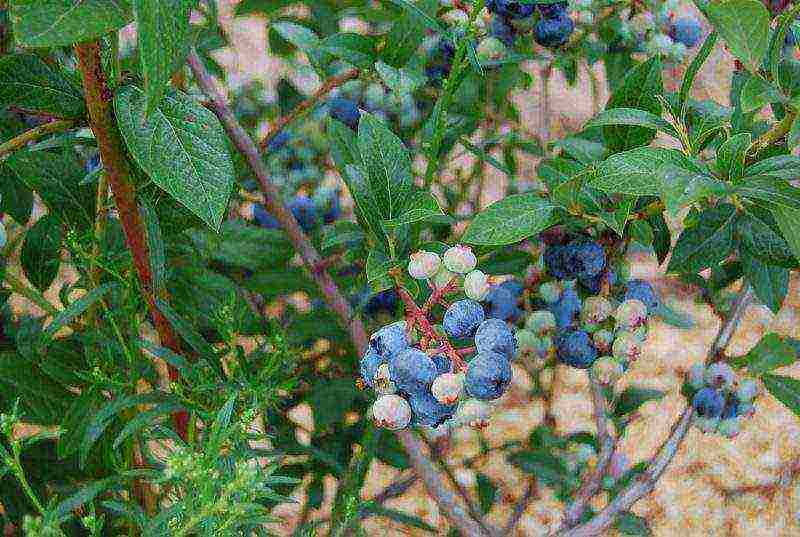 blueberry planting and care in the open field for beginners