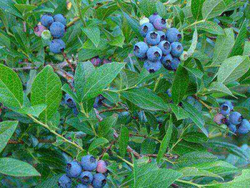 pagtatanim ng blueberry at pangangalaga sa bukas na larangan para sa mga nagsisimula