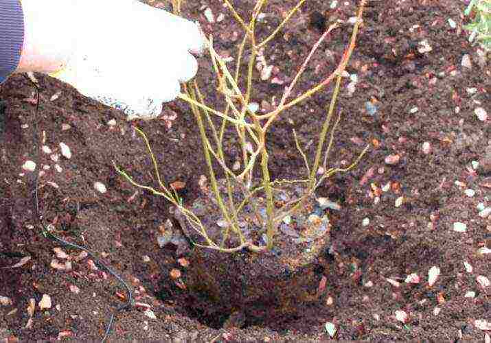 blueberry planting and care in the open field for beginners