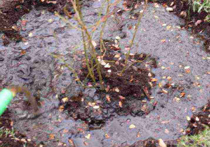 blueberry planting and care in the open field for beginners