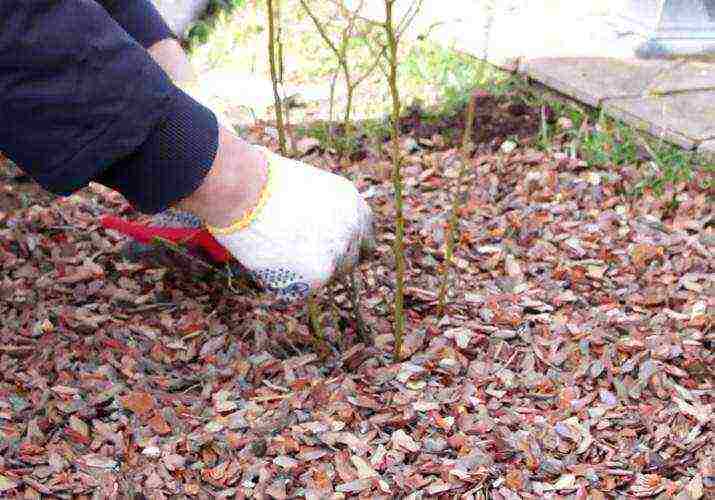 blueberry planting and care in the open field for beginners