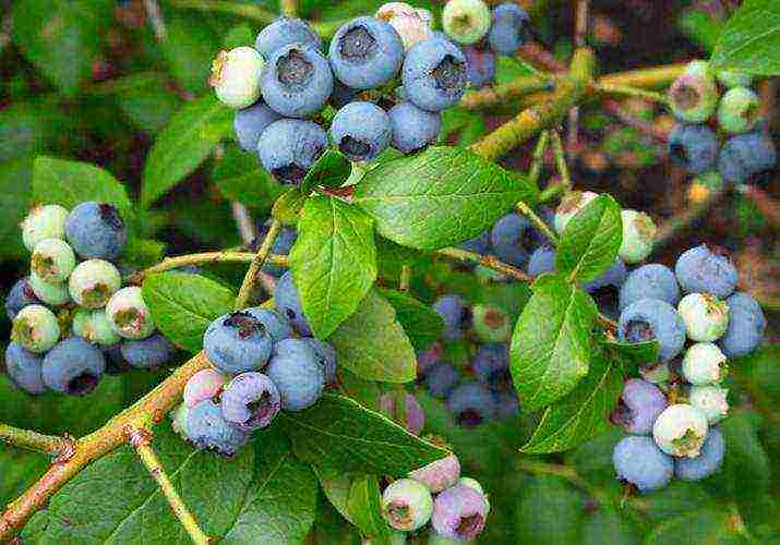 pagtatanim ng blueberry at pangangalaga sa bukas na larangan para sa mga nagsisimula