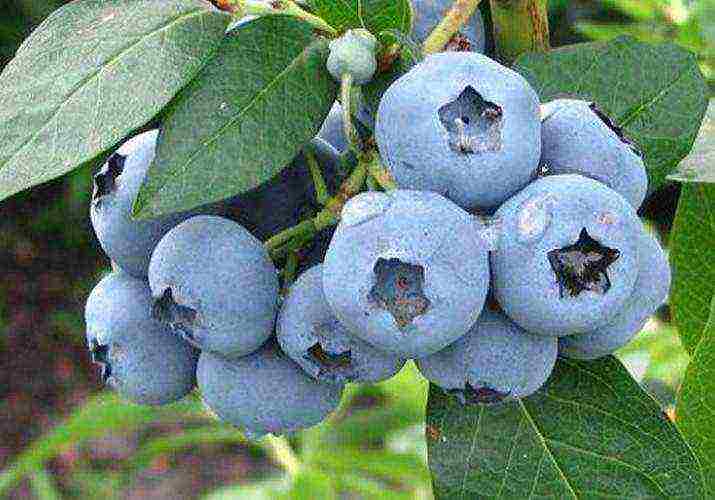 blueberry planting and care in the open field for beginners