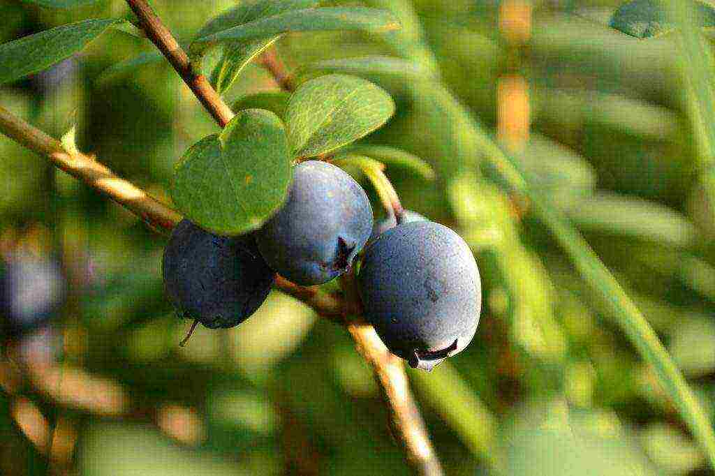 blueberry planting and care in the open field for beginners