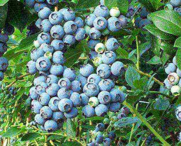 blueberry planting and care in the open field for beginners