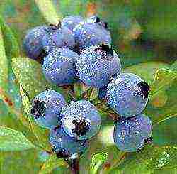 blueberry planting and care in the open field for beginners