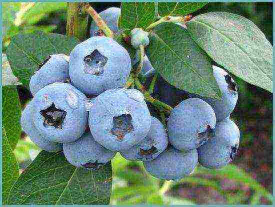 blueberry planting and care in the open field for beginners