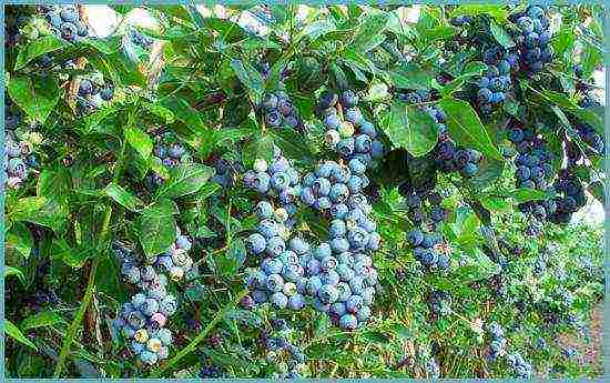 blueberry planting and care in the open field for beginners