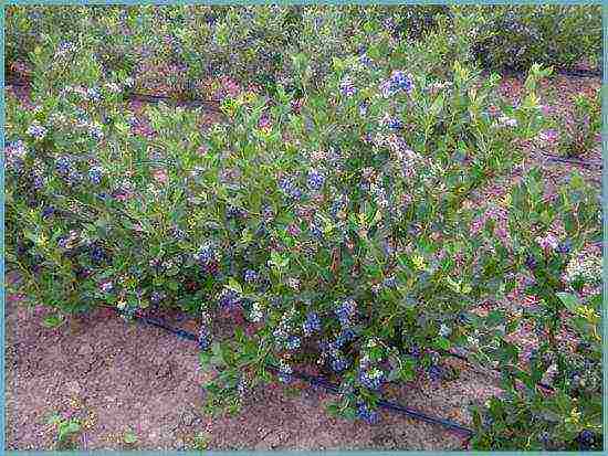 blueberry planting and care in the open field for beginners