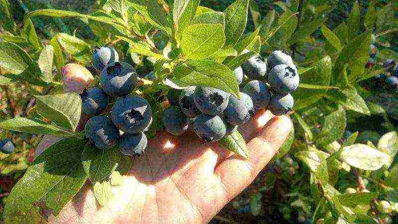 blueberry planting and care in the open field for beginners