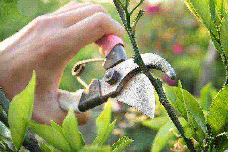 blueberry planting and care in the open field for beginners