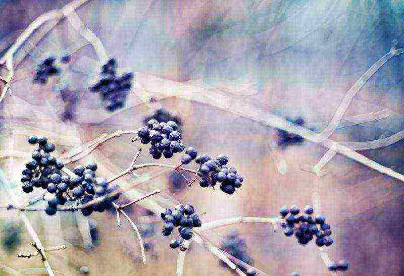 blueberry planting and care in the open field for beginners