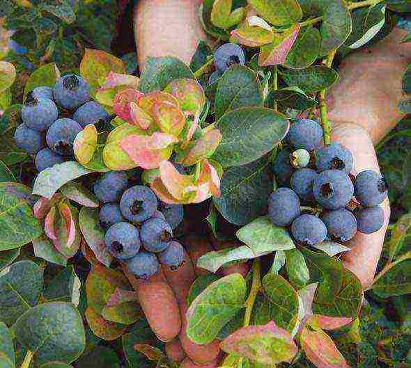 blueberry planting and care in the open field in the suburbs