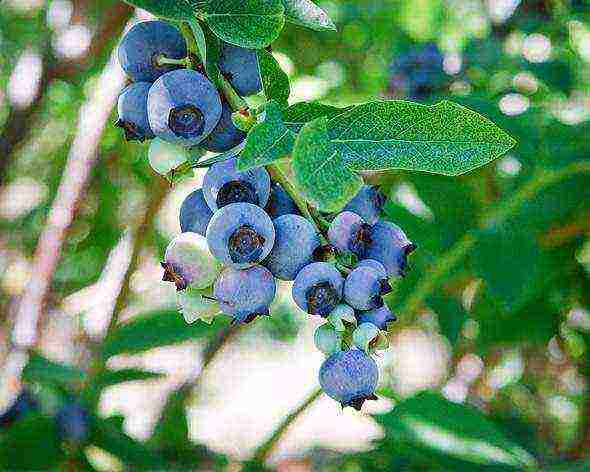 blueberry planting and care in the open field in the suburbs