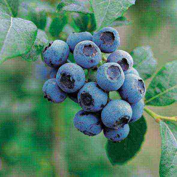 blueberry planting and care in the open field in the suburbs