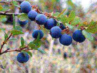 blueberry planting and care in the open field in the suburbs